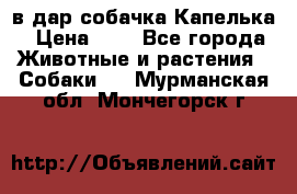 в дар собачка Капелька › Цена ­ 1 - Все города Животные и растения » Собаки   . Мурманская обл.,Мончегорск г.